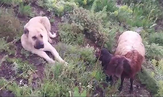 Kangal köpeği sadakatını bir kez daha ispatladı