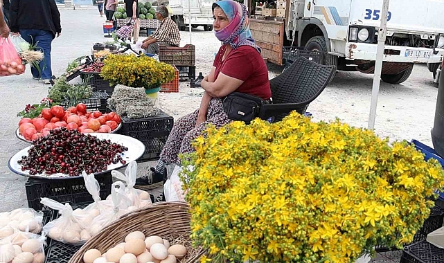 &quot;Kantaron bütün zamanların en şifalı bitkisi&quot;
