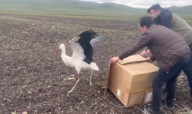 Kars&#039;ta tedavisi tamamlanan leylek doğal ortamına bırakıldı