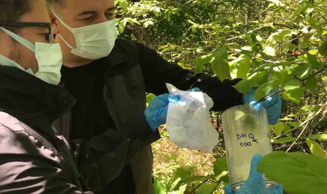 Kastamonu&#039;da &#039;savaşçı böcekler&#039; doğaya salındı