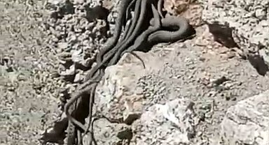 Kayalık alanda sürü halinde yılanlar görüntülendi