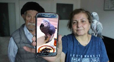 Kayıp papağan 'Can' için her gün ağlıyorlar