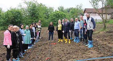 Kaymakamı, öğrencilerle birlikte, tıbbi ve aromatik özelliği olan fidelerin dikimini yaptı