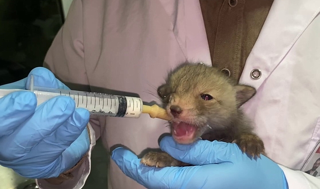 Kazı çalışması sırasında  bulunan Tilki yavruları koruma altına alındı