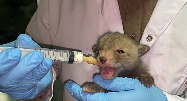 Kazı çalışması sırasında  bulunan Tilki yavruları koruma altına alındı