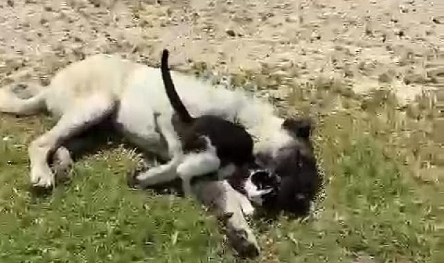 Kedi ile kangalın dostluğu şaşırttı