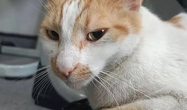 Kediyi camdan aşağı ittiren sınav gözetmeni, hakim karşısında