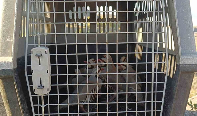 Keklik avcısına, 24 bin 300 TL İdari Para Cezası uygulandı