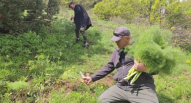 Keledoşun yapımında kullanılan heliz otunun toplanmasına başlandı