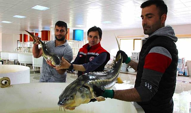 Kilosu 2 bin 500 dolardan satılan havyar için, üretim seferberliği ilan edildi