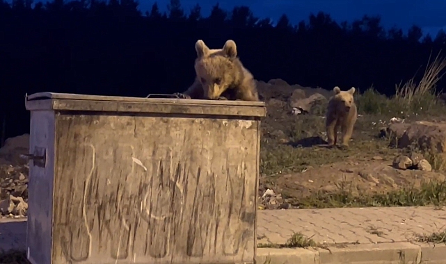 Kış uykusundan uyanan ayılar, yiyecek bulmak için ilçe merkezinde cirit atıyor