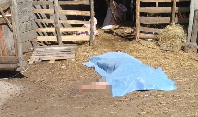 Koyun kırkma makinasından çıkan elektrik, ölüm getirdi