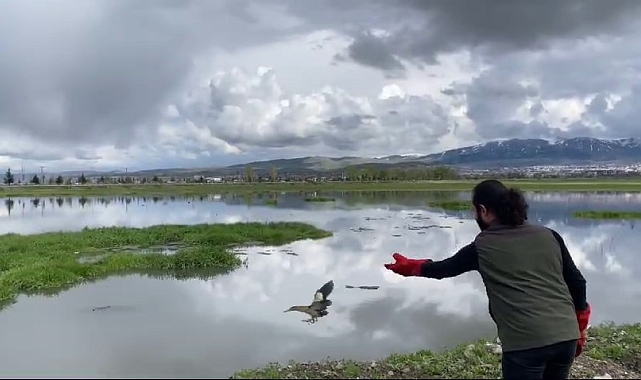 Küçük kartal ve balaban şefkatli ellerde sağlıklarına kavuştu