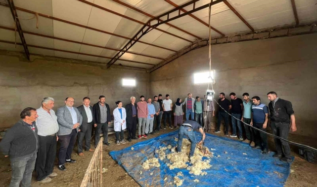 Küçükbaş hayvanlarda kırkımlar başladı