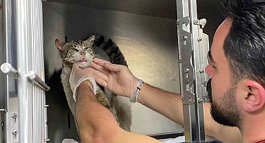 Kulağındaki tümör olan kedi veteriner hekimin ayağına gitti