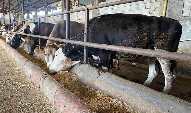 Kurban alırken &#039;kapak atma&#039; konusuna dikkat