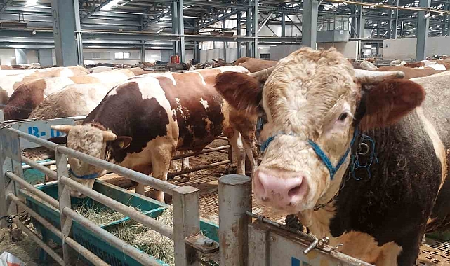 Kurban pazarında hareketlilik başladı