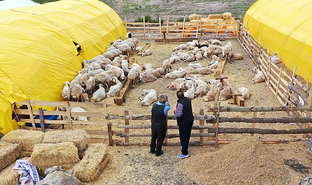 Kurban satış alanları için başvurular başladı