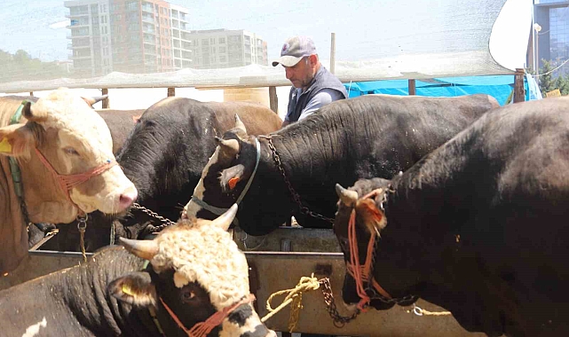 Kurban satışı kayıtları, 23 Mayıs 2024 Perşembe günü mesai bitimine kadar devam edecek