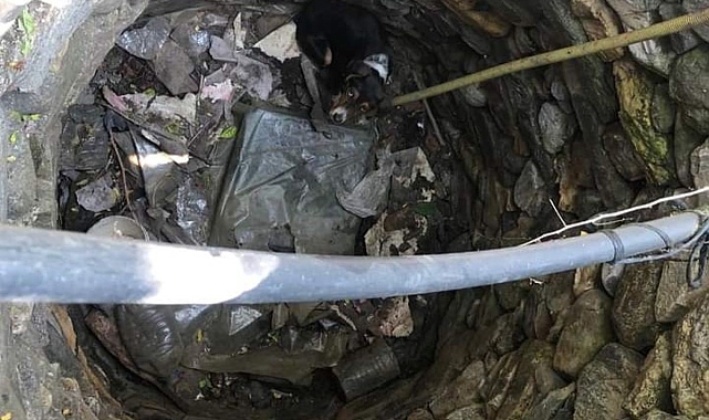 Kuyuya düşen köpeği itfaiye kurtardı