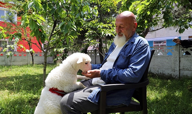 Kuzu ile arasında sıra dışı bir bağ kuran adam, nereye gitse peşinden geldiğini söylüyor