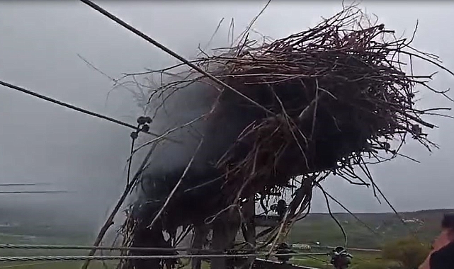 Leylek yuvasında, bilinmeyen bir nedenle yangın çıktı