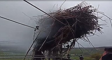 Leylek yuvasında, bilinmeyen bir nedenle yangın çıktı