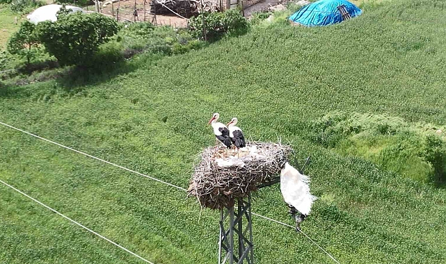 Leylekli yol her yıl onlarca leyleğe yuva oluyor