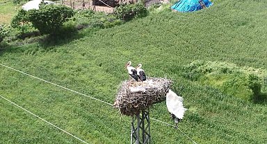Leylekli yol her yıl onlarca leyleğe yuva oluyor