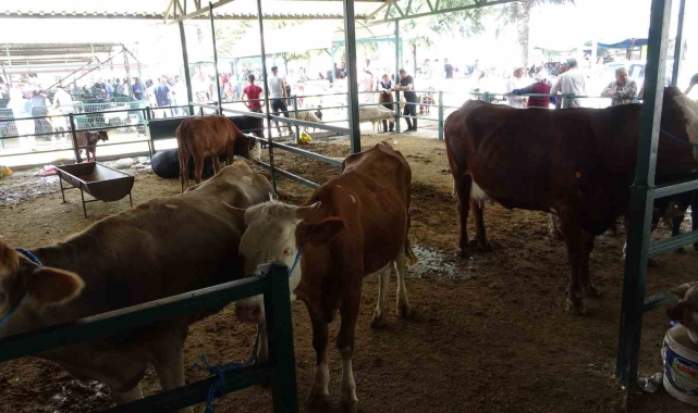 Malatya&#039;da büyükbaş kurbanlık fiyatları açıklandı