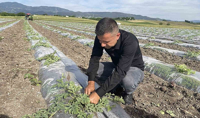 Malç naylonu yöntemiyle, 200 dönüm araziye karpuz ekti