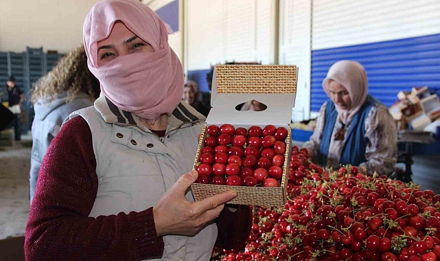 Manisa kirazı, Avrupa ve balkan ülkelerinin tercihi
