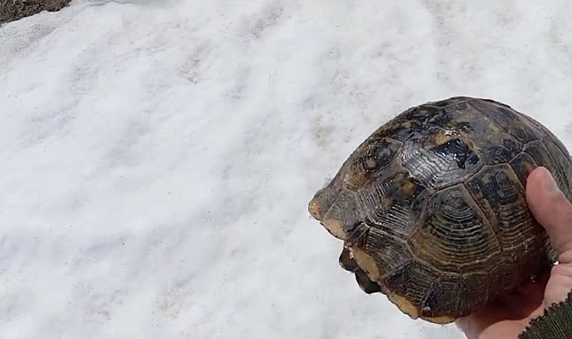 Mantar aradığı sırada, Kar üstünde sırt üstü mahsur kalan kaplumbağayı kurtardı