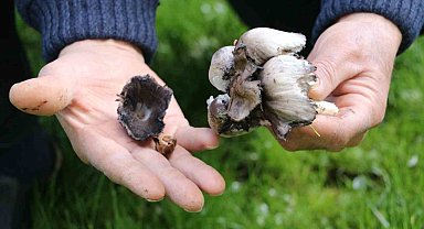 Mantar zehirlenmelerine dikkat