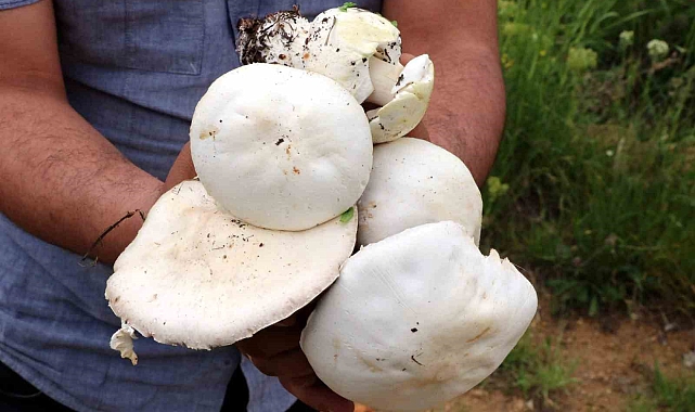 Mantar zehirlenmesine dikkat!