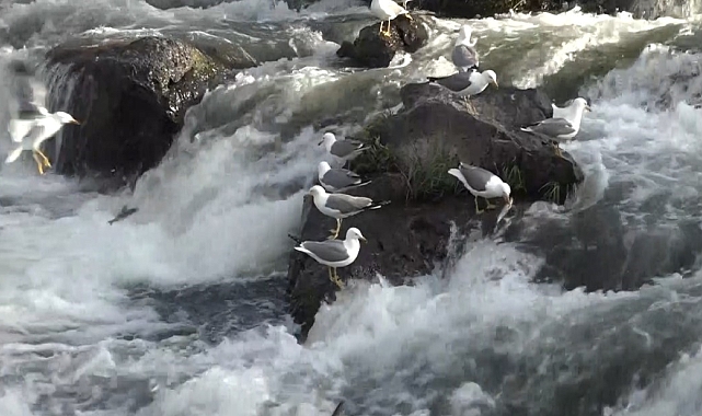 Martılar, inci kefali avlama nöbetinde