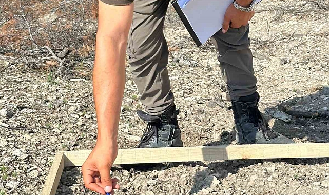 Mersin ormanlarında fidan sayım programı başladı