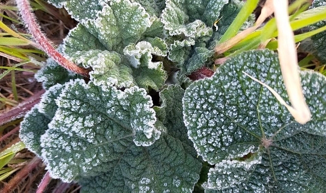 Meteorolojiden zirai don uyarası