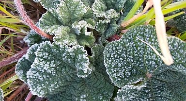 Meteorolojiden zirai don uyarası