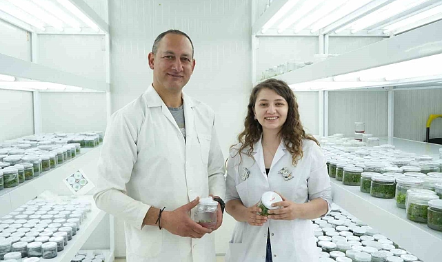 Mevsime bağlı olmadan, hastalıklardan arındırılmış olarak çoğaltılabilecek