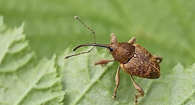 Meyve düşmanı bir çift ’fındık kurdu’ 200 meyveye zarar veriyor