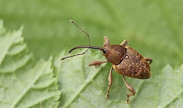 Meyve düşmanı bir çift ’fındık kurdu’ 200 meyveye zarar veriyor