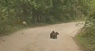 Minik ayıları köylüler kurtardı