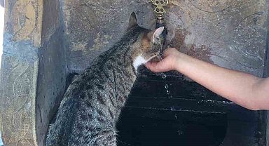 Minik bir çocuk, kediye kendi eliyle su içirdi
