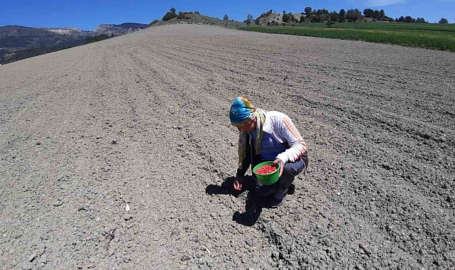 Mısır eken çiftçilerin tarlasındaki mahsule yaban domuzları dadandı