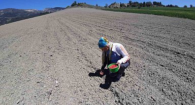 Mısır eken çiftçilerin tarlasındaki mahsule yaban domuzları dadandı