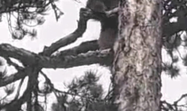 Motosikletli sürücüden korkan ayıcık, ağaca tırmandı