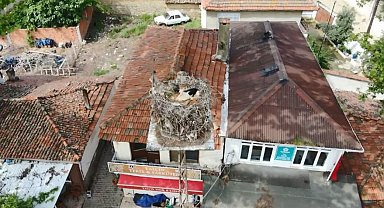 Naiplilere komşu olan leylek köyünde maskotu oldu