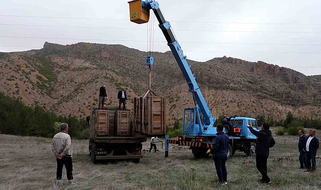 Nesli Tehlike Altında Olan 3 kızıl geyik doğaya salındı