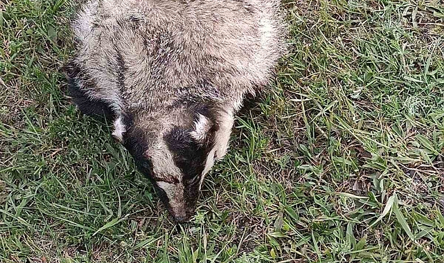 Nesli tükenme tehlikesinde olan porsuğa araba çarptı